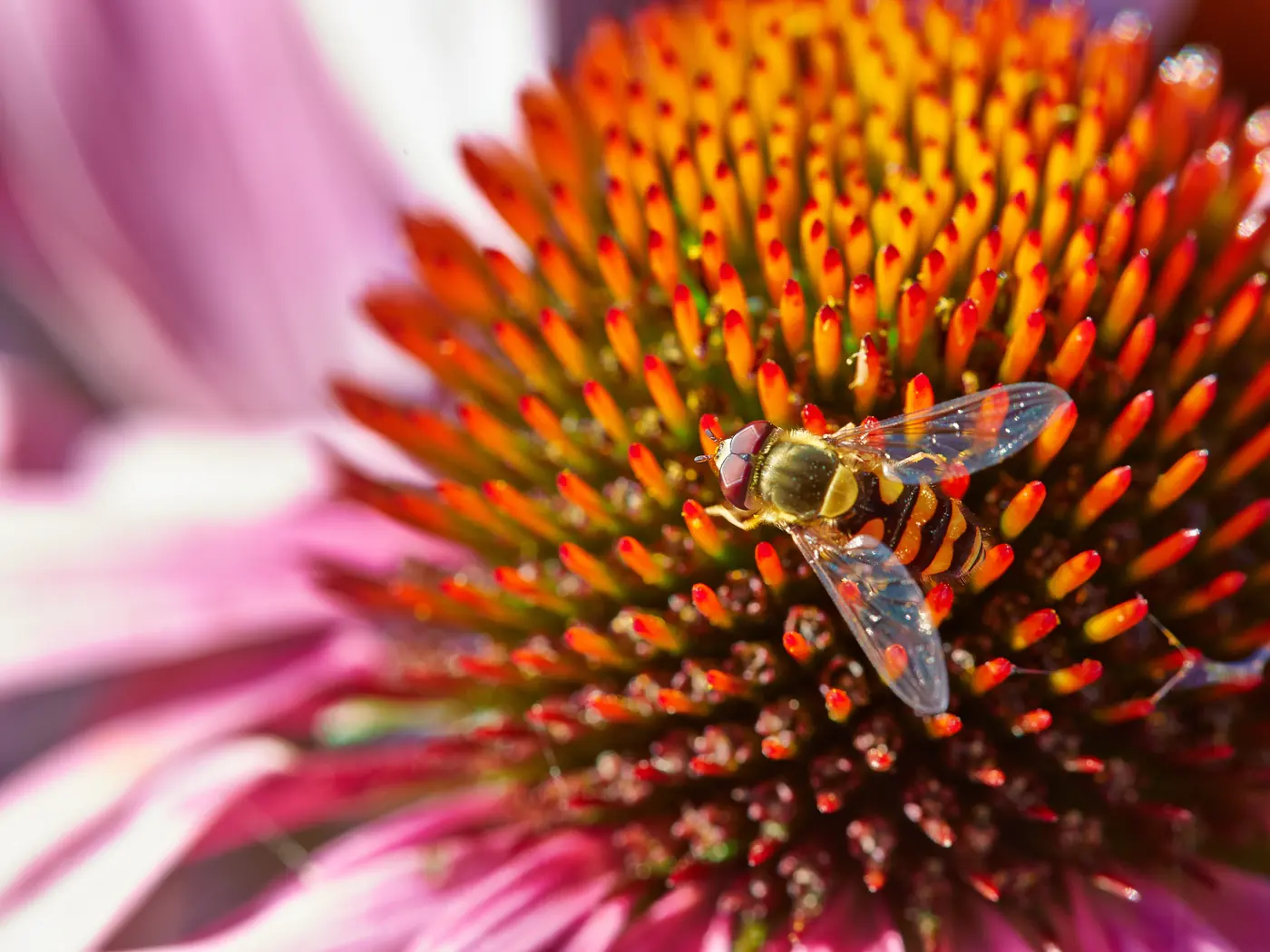 Nahaufnahme einer Blüte des Purpur-Sonnenhuts mit Schwebfliege